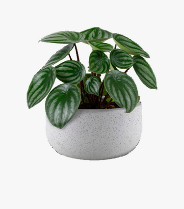 Peperomia Paradise