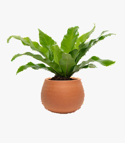 Strelitzia Nicolai