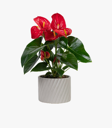 Monstera Magic