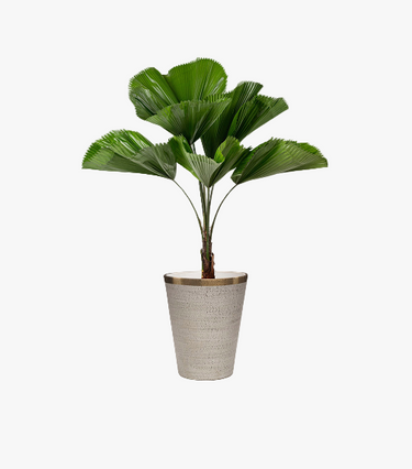 Palm Perfection