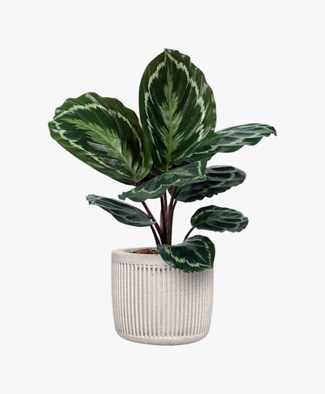 Calathea Orbifolia