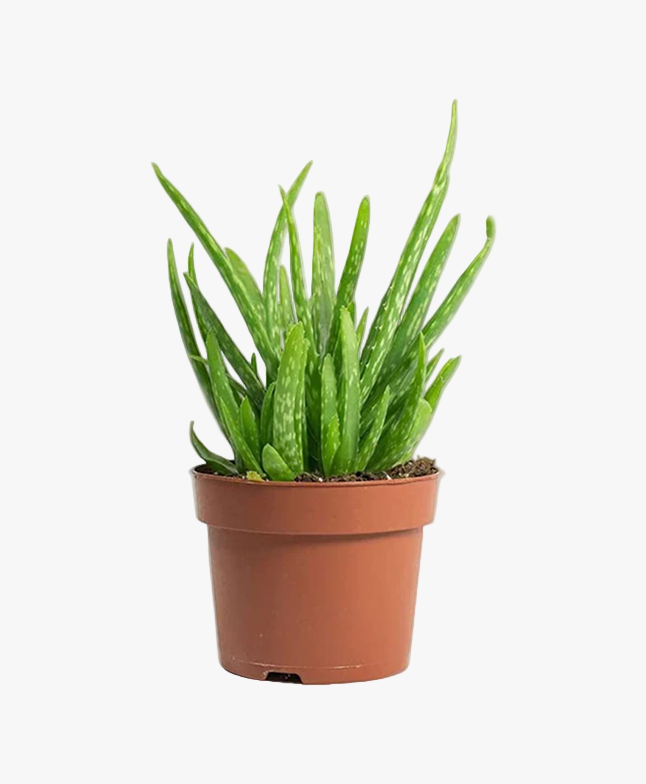Aloe Vera (Healing Plant)