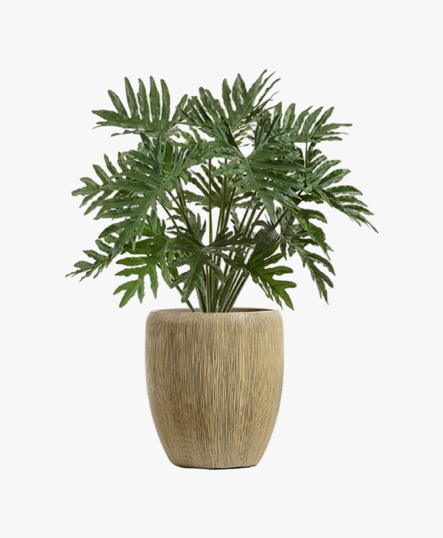 Parlor Palm (Chamaedorea elegans)