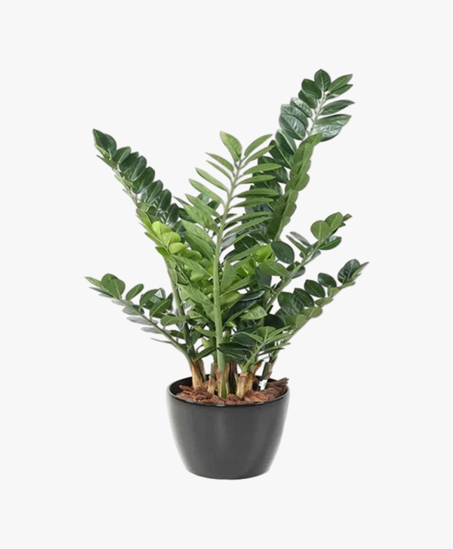 Zamioculcas (ZZ Plant)