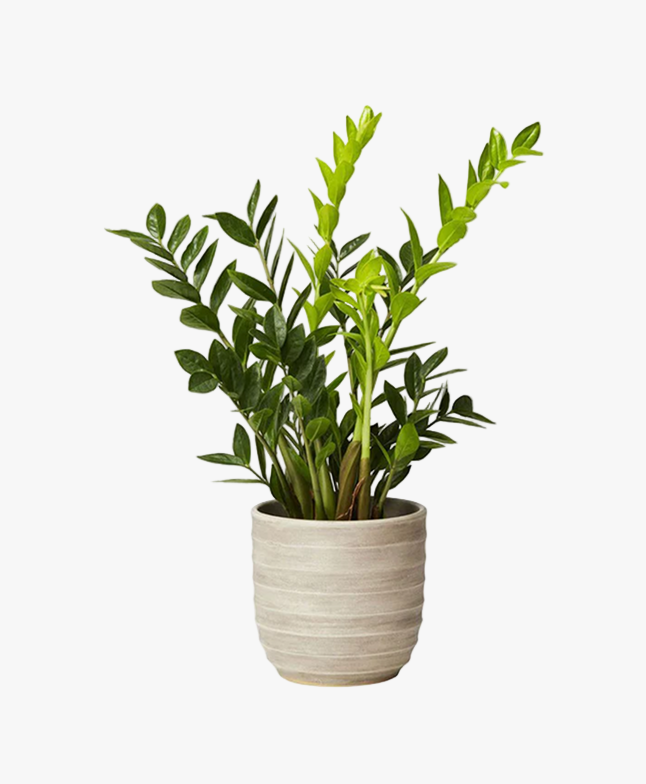 Zebra Plant (Aphelandra squarrosa)