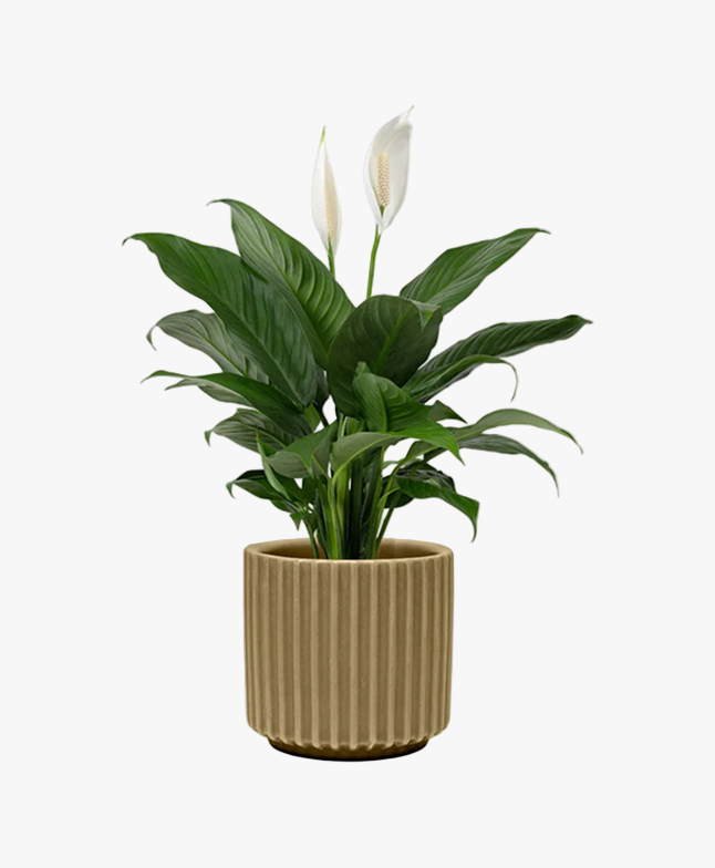 Peace Lily (Spathiphyllum)