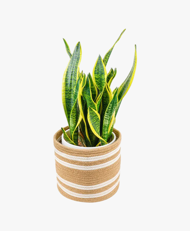 Snake Plant (Sansevieria laurentii)