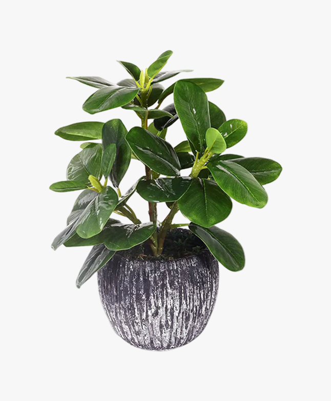Rubber Plant (Ficus elastica)